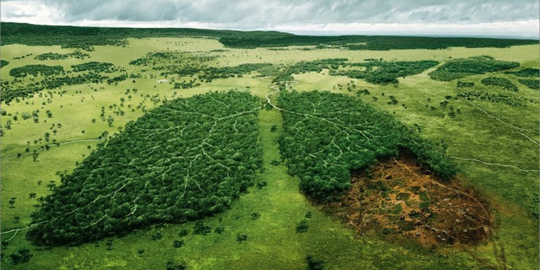 Scopri di più sull'articolo C’è un accordo per il nuovo Regolamento europeo contro la deforestazione