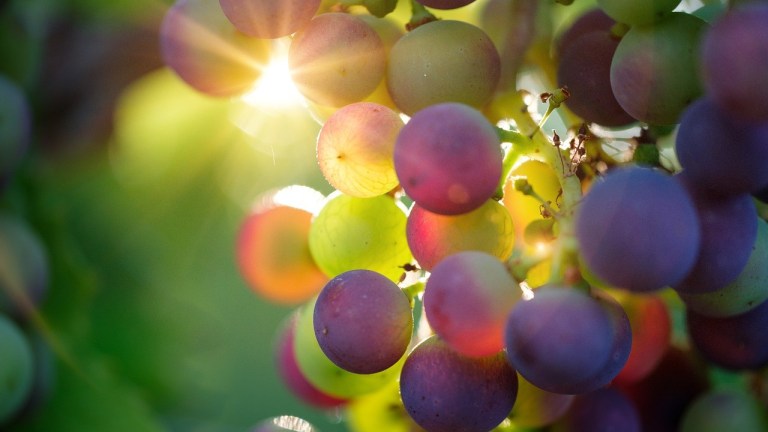 Scopri di più sull'articolo Sapio 4 Food – Servizi per l’industria vitivinicola
